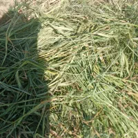 یونجه درو اول خشک همش گندم و جو