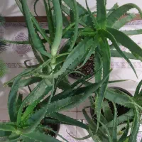 گل آلوورا  طبیعی