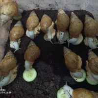 شغل دوم بی دردسر ، پاکسازی پوست ، حیوان خانگی