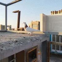 کبوترطوقی هفت رنگ نر|پرنده|شهریار, شهرک وائین|دیوار