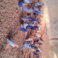 کبوکر رنگی درجه یک