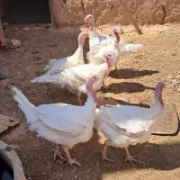 بوقلمون بیوتی
