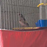 پرنده|پرنده|گرگان, |دیوار