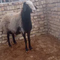 قوچ اصیل شال|حیوانات مزرعه|دشتابی, |دیوار