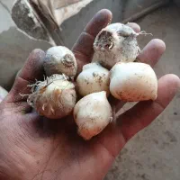 موسیر