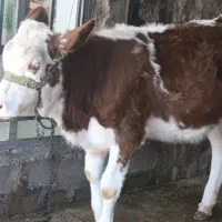 گوساله سیمینتال