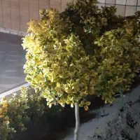 کلیه کارهای باغبانی درکوهپایه|خدمات باغبانی و درختکاری|کرمان, |دیوار