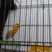 قناری جفت نر ماده اماده|پرنده|سیرجان, |دیوار