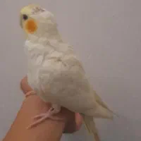 طوطی عروس|پرنده|رشت, حمیدیان|دیوار