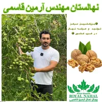 فروش نهال گردو ژنوتیپ