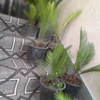 گل اپارتمانی|گل و گیاه طبیعی|خمینیشهر, |دیوار