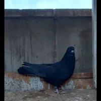 کفتر دوتا زاغ زغالی|پرنده|ری, سرتخت|دیوار