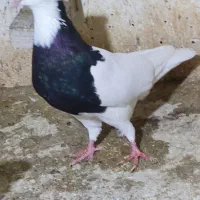 طوق سیاه ماده|پرنده|اهواز, شهرک نفت|دیوار