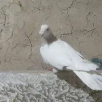 کفتر سار مامی|حیوانات|مشهد, گاز|دیوار