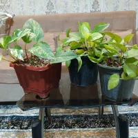 گل قیمت مناسب|کلکسیون و سرگرمی|مشهد, شهرک امام هادی (شهرک غرب)|دیوار