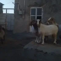 بز تگه چپش