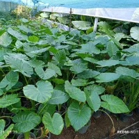 تعدادی گل بابا آدم و فیکوس|گل و گیاه طبیعی|آستانه اشرفیه, |دیوار