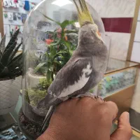 عروس هلندی نر یکساله سخنگو|پرنده|نسیم‌شهر, |دیوار