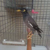 سهره قناری مرغ مینا