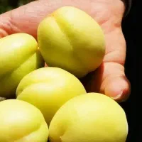 تولید نهال زردآلو تخم مرغی سلطنتی|خدمات باغبانی و درختکاری|دره رود, |دیوار