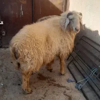 قوچ جوان  فروشی