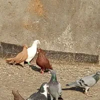 کبوتر