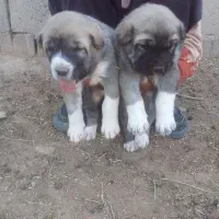 جفت توله ماده