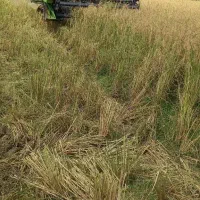 کمباین تک کوبنده لوله بلند مدل۱۴۰۳