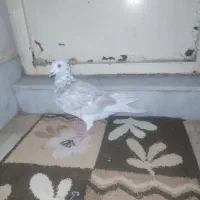 کبوتر پرشی|پرنده|چناران, |دیوار