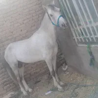 اسب|اسب و تجهیزات اسب‌سواری|نرماشیر, |دیوار