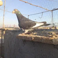 کفتر رنگه عروسک|پرنده|زهک, |دیوار