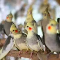 عروس هلندی پیدا شده