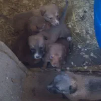 سگ کوچیک زرنگ واگذاری رایگان