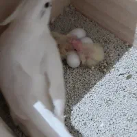 2تا فرشته بسیار زیبا،باهوش و سخنگو|پرنده|فومن, |دیوار