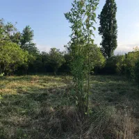 فروش ۹۰۰ متر زمین بافت باغات زیر قیمت|فروش زمین و ملک کلنگی|تنکابن, |دیوار