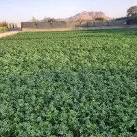 زمین کشاورزی و باغی خوشجا چنگان خوراسگان