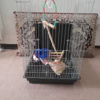 قفس عروس هلندی