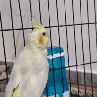 عروس هلندی