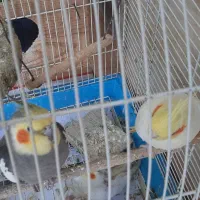 طوطی عروس هلندی پرنده عروس|پرنده|احمدسرگوراب, |دیوار