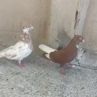 نر سرخ دم‌سفید با ماده