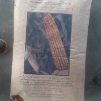 انواع بذر ذرت  ایرانی و خارجی