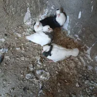 کبوتر طوقی سر سفید|پرنده|الوند, |دیوار