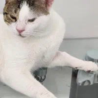 یه پسر جنتلمن|گربه|بوشهر, |دیوار