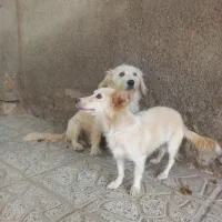 یک جفت نرو ماده پاپی
