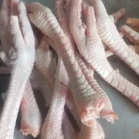 پای بوقلمون ومرغ