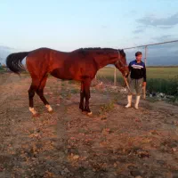 اسب نریان دوخون ۵ ساله قد بلند|اسب و تجهیزات اسبسواری|ری, امین آباد|دیوار