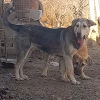 واگذاری توله ماده|سگ|نوشین شهر, |دیوار