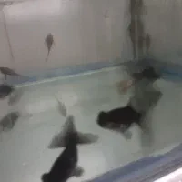 ماهی آنجل و...|ماهی|رباط‌کریم, رباط‌کریم|دیوار