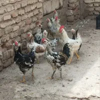 خروس|حیوانات مزرعه|شیراز, یخ سازی|دیوار