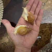فروش آلبینو